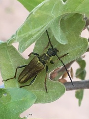 Lepturobosca chrysocoma