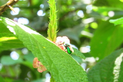 Euglossa