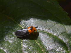 Sphenorhina rhodopepla