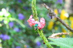 Euglossa
