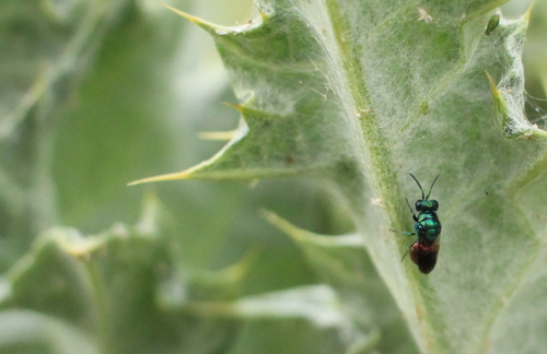 Pseudomalus auratus photo 4