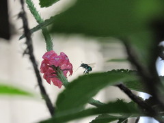Euglossa