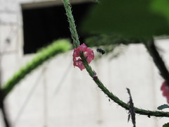 Euglossa