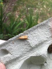 Donacaula forficella