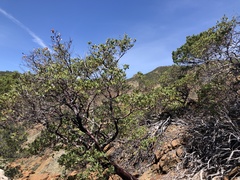 Arctostaphylos bakeri sublaevis