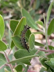 Orgyia pseudotsugata