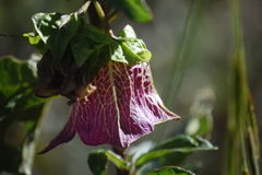 Jaltomata weberbaueri