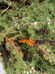 Gymnosporangium clavariiforme