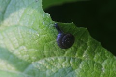 Discus rotundatus