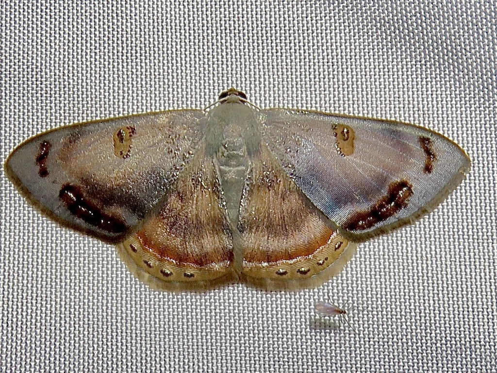 Argyrotome mira