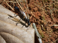 Eremnophila binodis