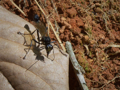 Eremnophila binodis