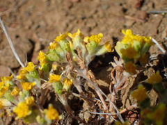 Eriophyllum multicaule