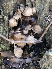 Mycena subgalericulata