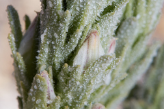 Chloropyron palmatum