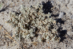 Atriplex minuscula