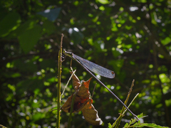 Mecistogaster amalia