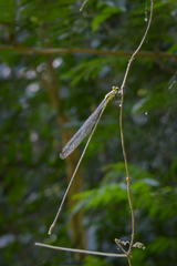 Mecistogaster amalia