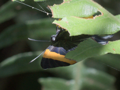 Panara
