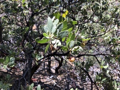 Arctostaphylos bakeri sublaevis