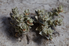 Atriplex minuscula