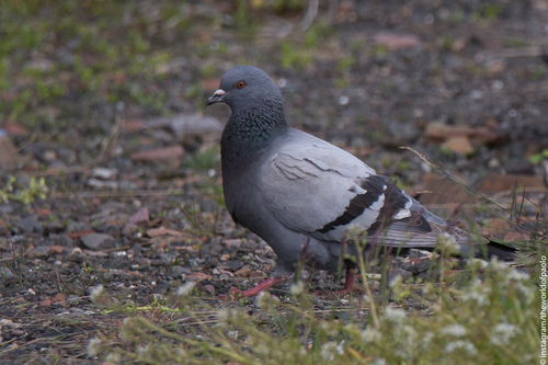 Domaći golub (Columba livia domestica)