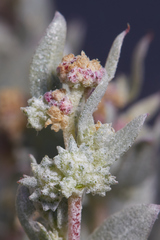 Atriplex fruticulosa