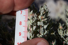 Atriplex fruticulosa