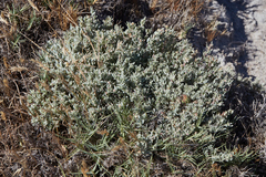 Atriplex fruticulosa