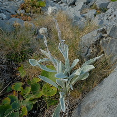 Craspedia lanata elongata