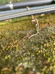 Pyrops watanabei