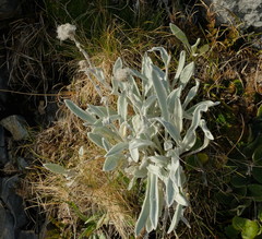 Craspedia lanata elongata