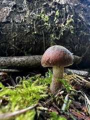 Gymnopilus thiersii