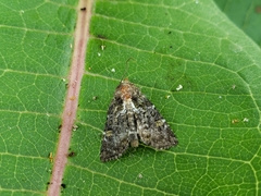 Oligia chlorostigma