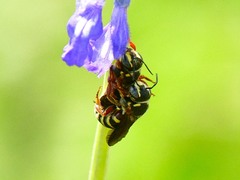 Dianthidium texanum
