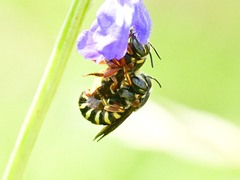 Dianthidium texanum