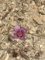 Clarkia speciosa