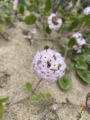 Abronia umbellata