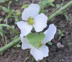 Echinodorus berteroi