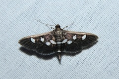 Desmia subdivisalis