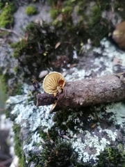 Pleuroflammula praestans