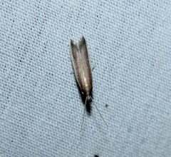 Tampa dimediatella