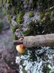 Pleuroflammula praestans