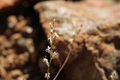 Streptanthus barbiger