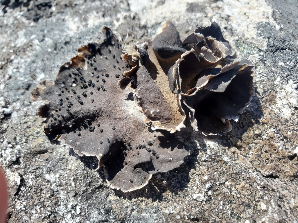 Havaas' Rocktripe Lichen