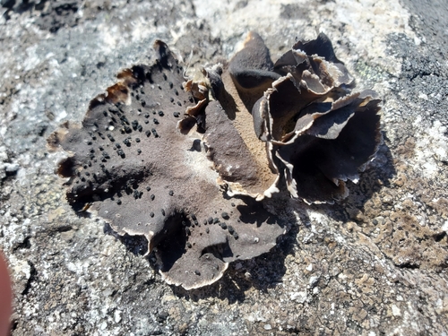 Umbilicaria havaasii