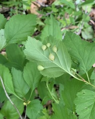 Blaesodiplosis venae