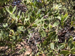 Arctostaphylos bakeri sublaevis