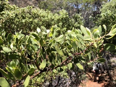 Arctostaphylos bakeri sublaevis