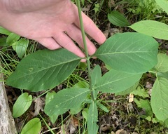 Lonicera hirsuta